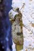 Agrotis puta